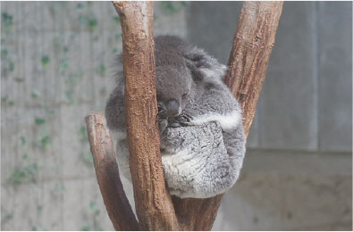 淡路ファームパーク イングランドの丘